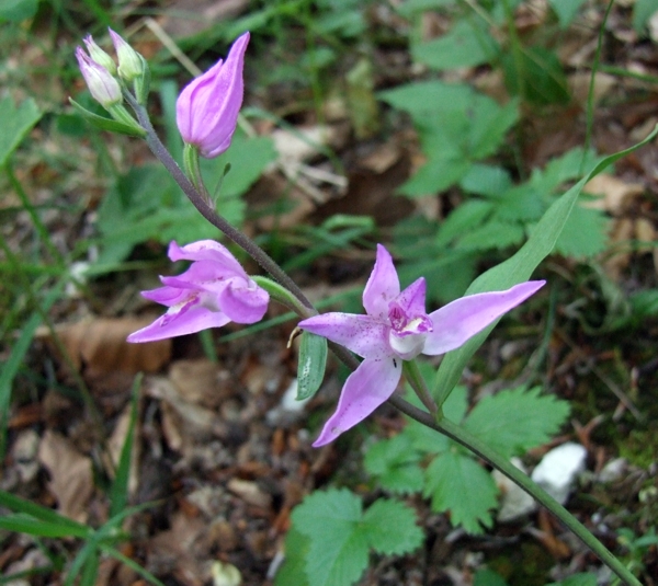 Cephalanthera rubra